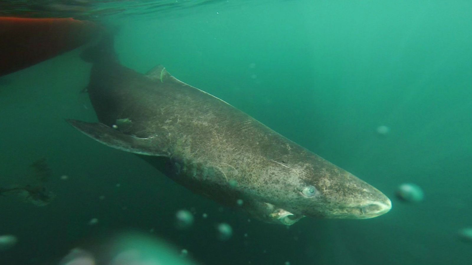 Greenland Shark Nearly Four Hundred Years Old